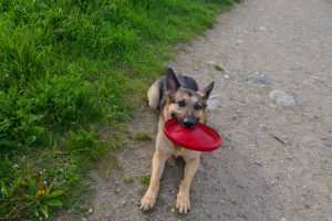 German Shepherd with red frisbee in his mouth